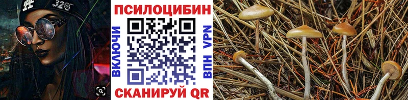 Галлюциногенные грибы мицелий  купить   Саки 