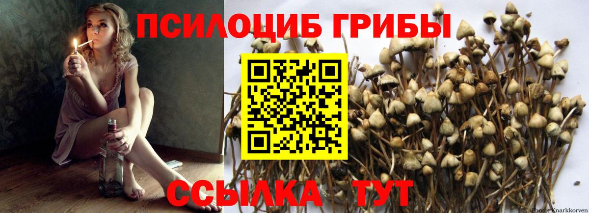Галлюциногенные грибы Psilocybine cubensis Саки